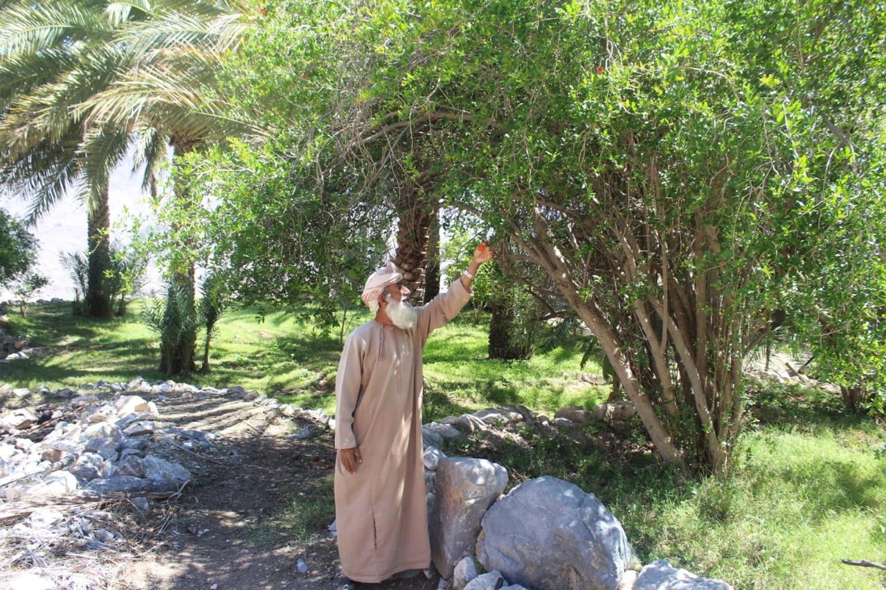 وادي بني حراص بولاية نخل وجهة سياحية وملاذا طبيعيا يستهوي الزوار — 4