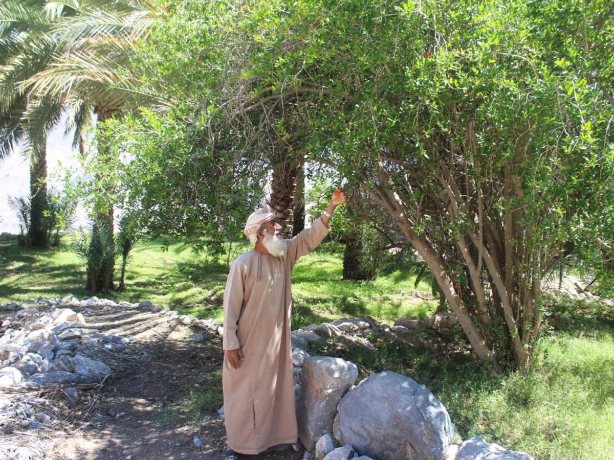 وادي بني حراص بولاية نخل وجهة سياحية وملاذا طبيعيا يستهوي الزوار — 3