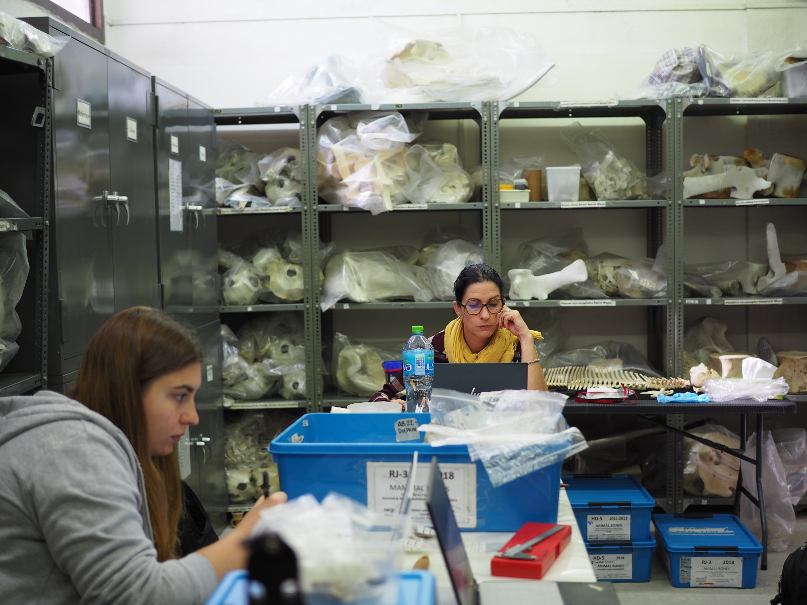 وزارة التراث والسياحة تنفذ مشروع الدلافين في عمان ما قبل التاريخ