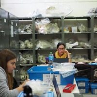 وزارة التراث والسياحة تنفذ مشروع الدلافين في عمان ما قبل التاريخ